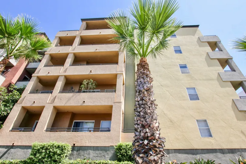 The palm tree seen outside of 838 Pine