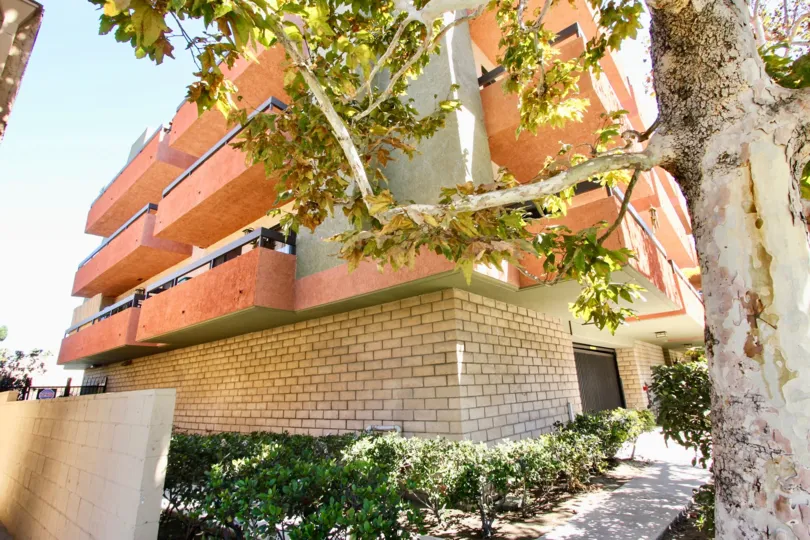 The trees surrounding Atherton Plaza