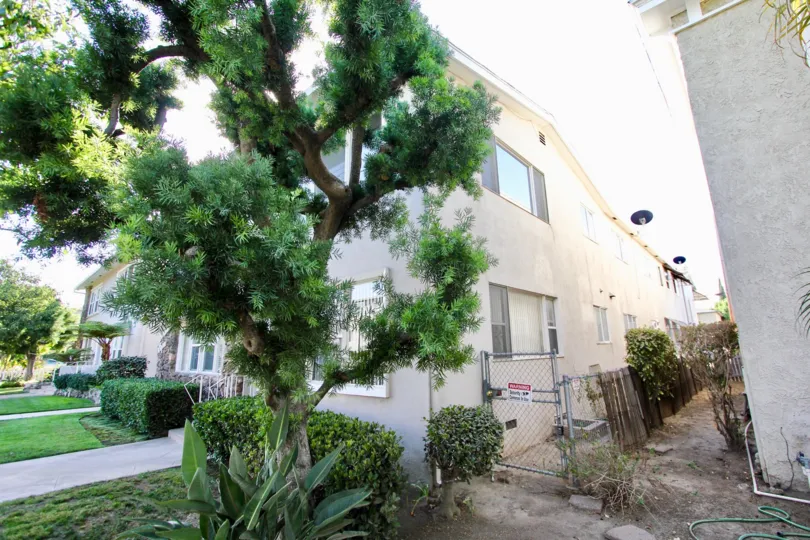 The trees around the Belmont Capri in Long Beach, California