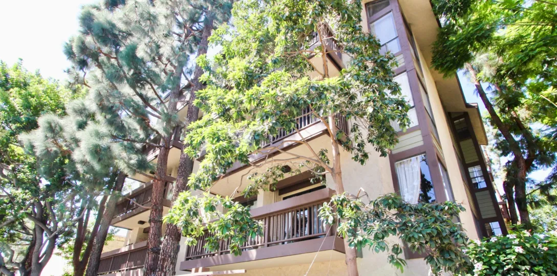 The trees around Clark Terrace