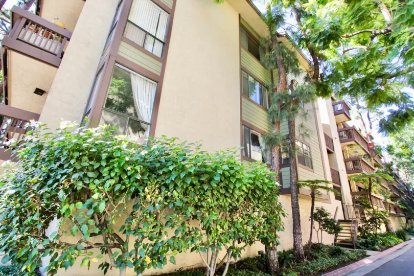 The hedges around Clark Terrace