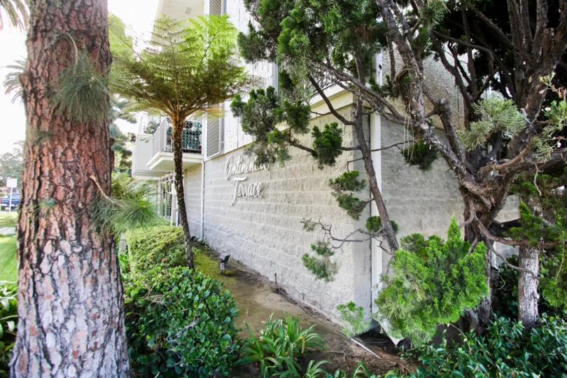 The trees around the Continental Terrace
