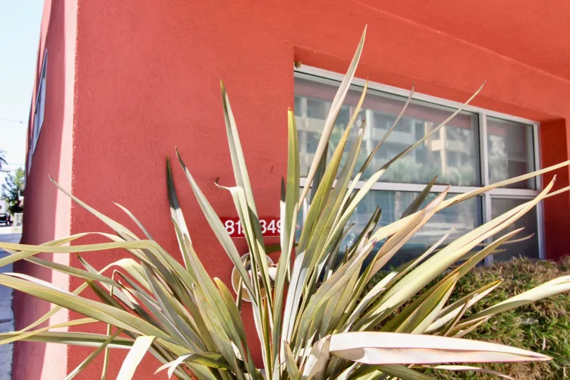 The plants that are around the Courtyard Lofts