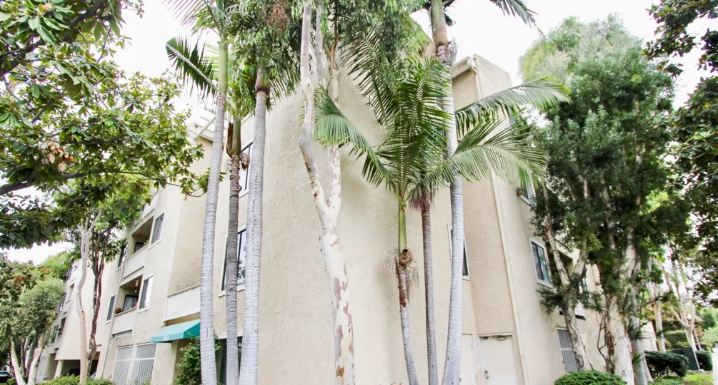 The trees around Junipero Heights