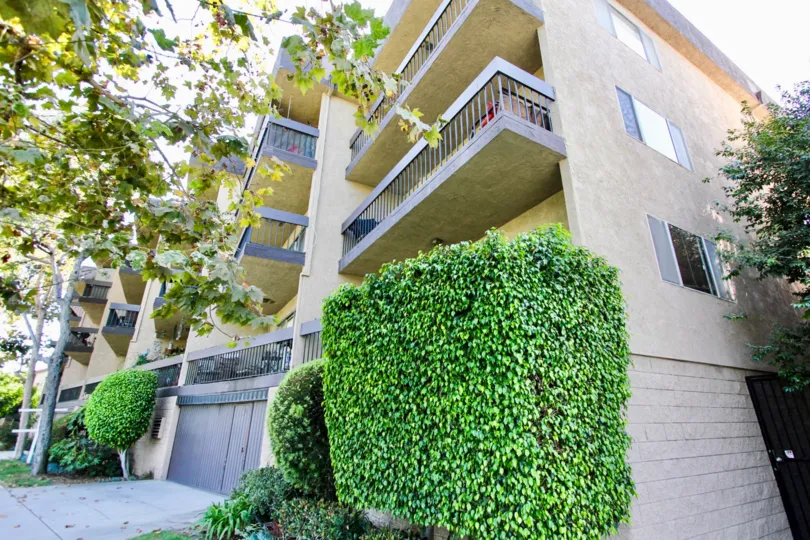 The hedges in Parkview in Long Beach, California