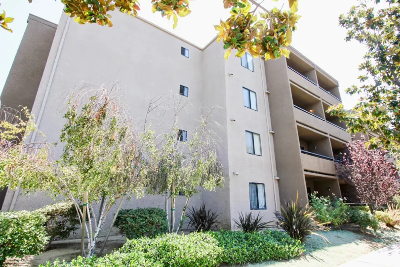 The trees around Sea Gate Village in Long Beach, California
