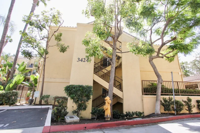 The tree seen in front of buildings in The Palms