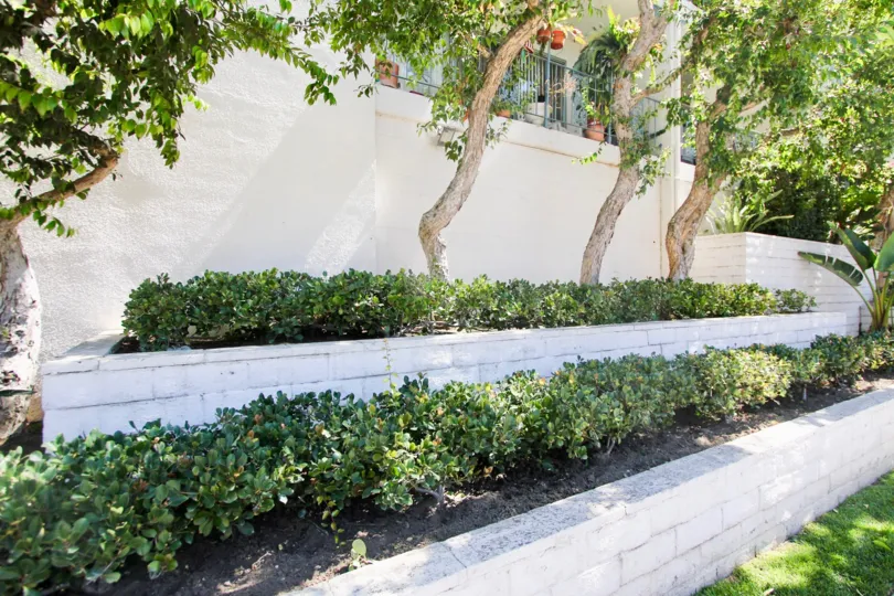 The hedges around View Carre