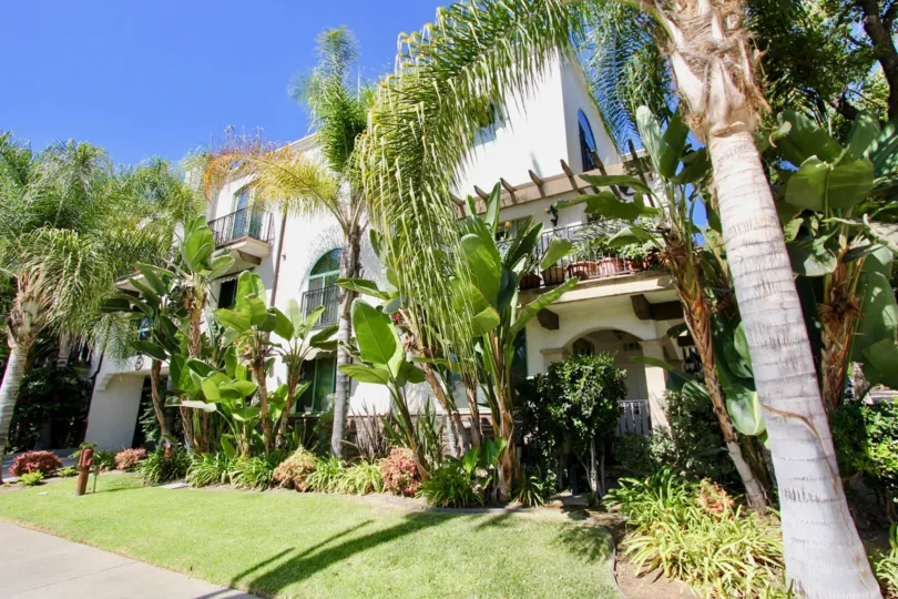 The palm trees outside of 4301 Los Feliz Blvd