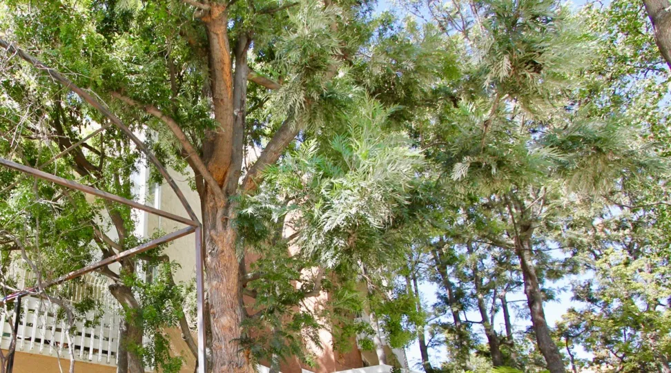 The trees around Griffith Park Garden Estates