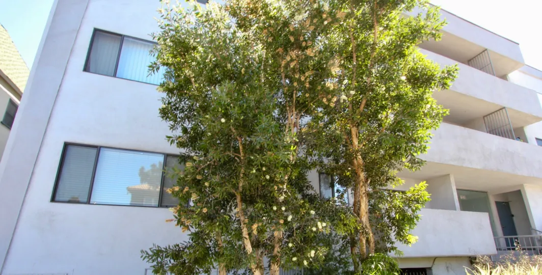 The trees around Los Feliz Village