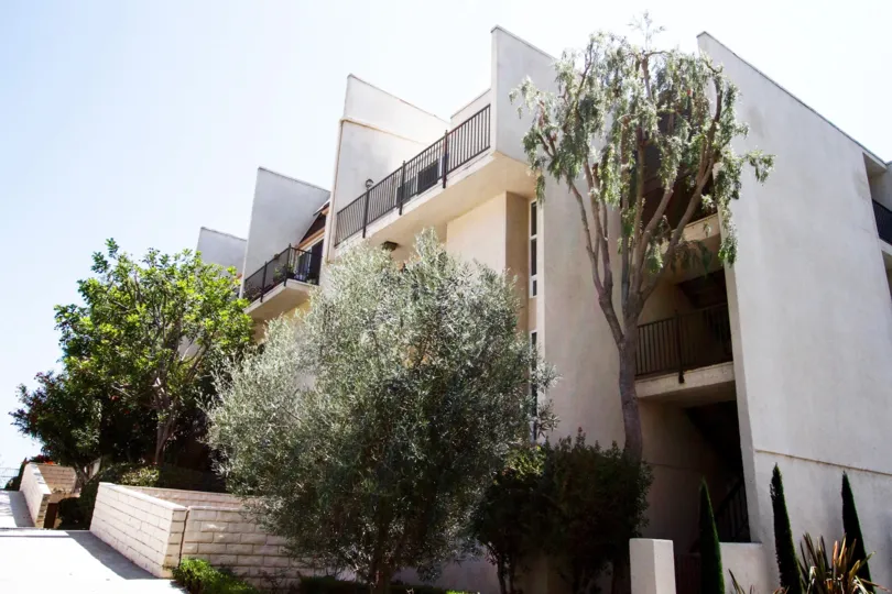 The trees around the Malibu Canyon Village