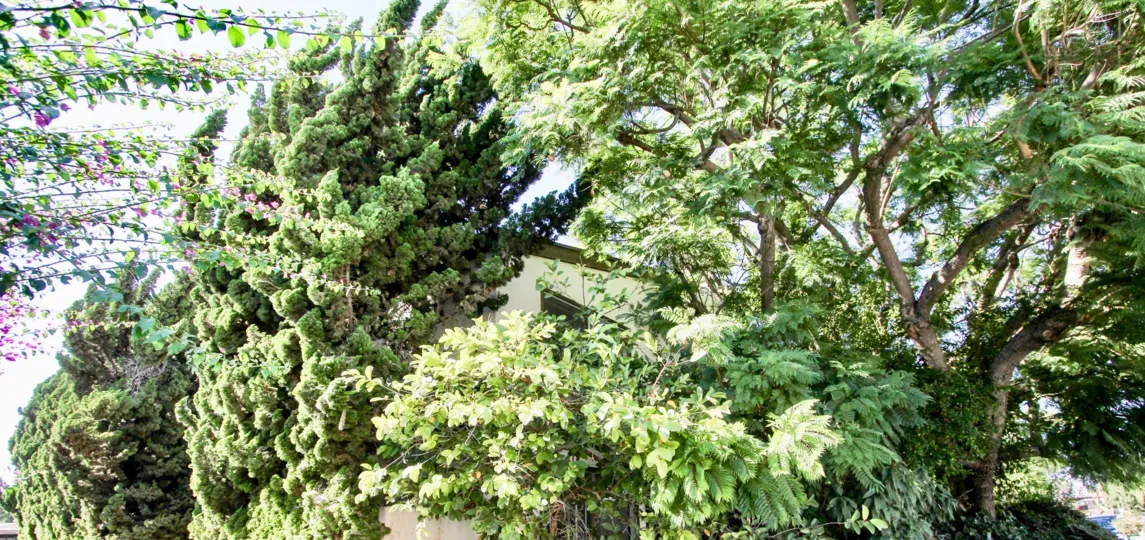 The landscaping around 4043 Wade St in Mar Vista, California