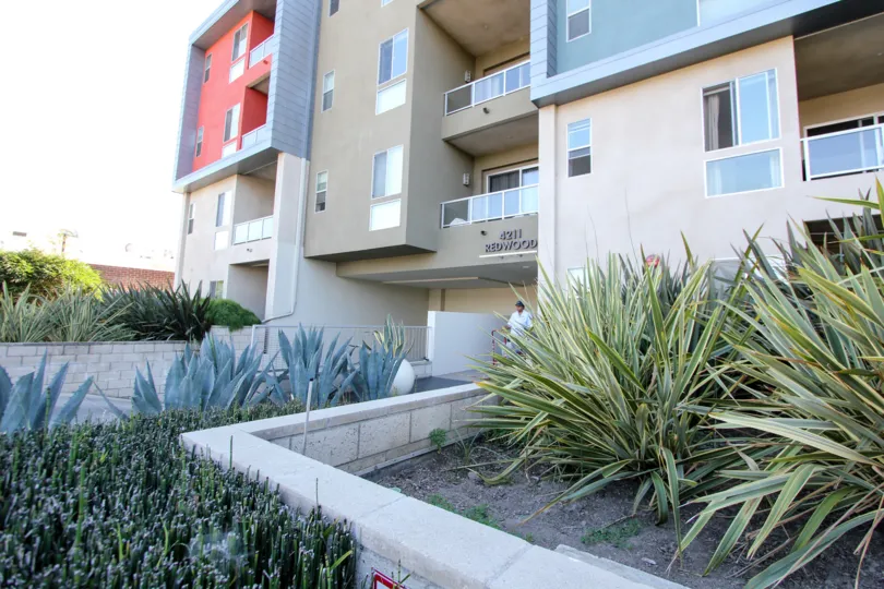 The landscaping around 4211 Redwood in Mar Vista, California