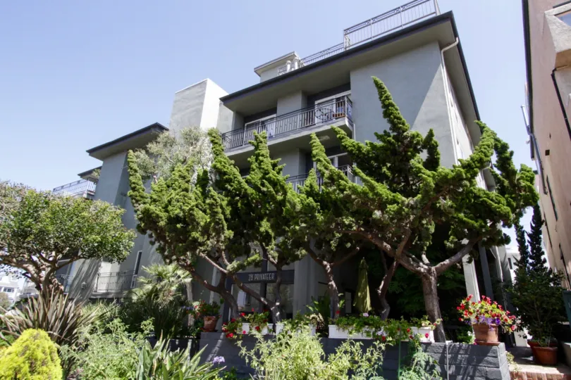 The trees around 28 Privateer in Marina Del Rey