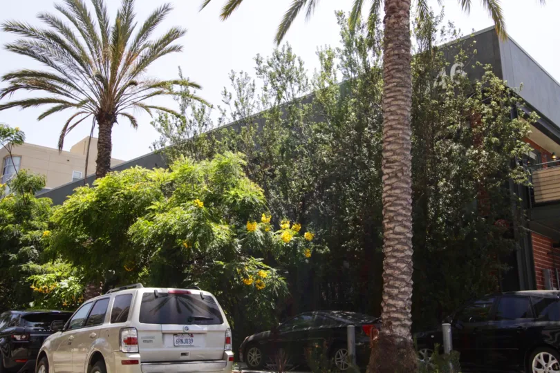 The trees providing shade at the The Princeton Lofts
