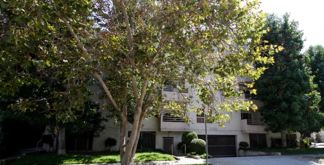 The trees at 11230 Peach Grove St in North Hollywood