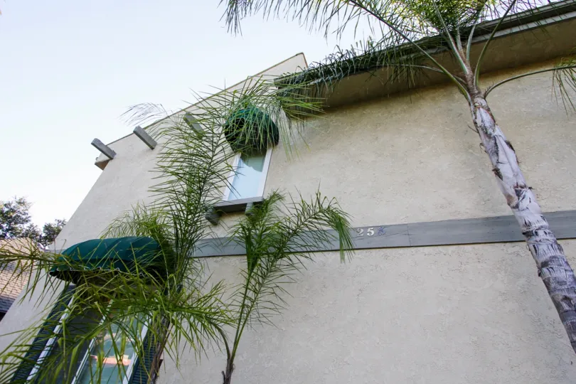 The trees around 253 N Mar Vista Ave