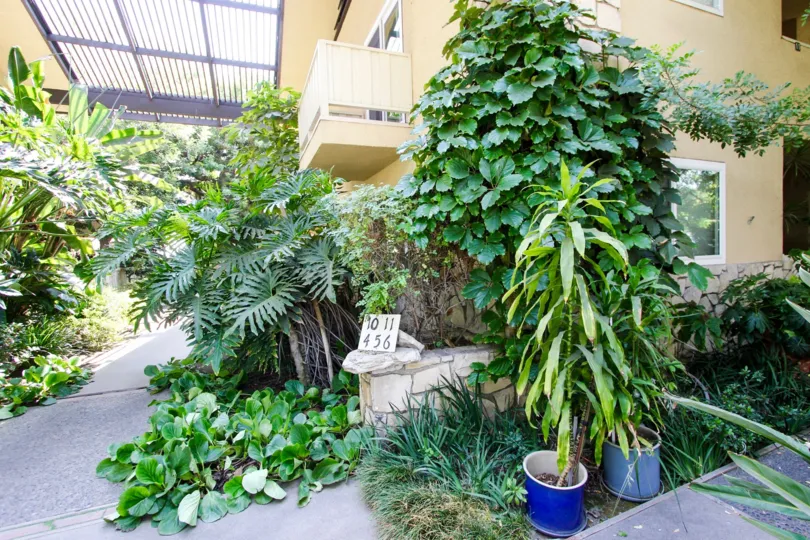 The potted plants seen around 385 Cliff Dr