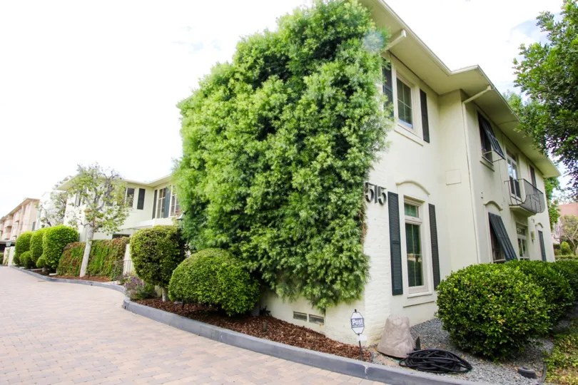 The bushes planted around 515 S Oakland Ave