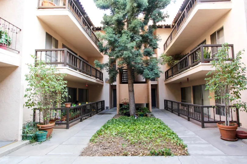 The tree in the common area of Casa Pasadena