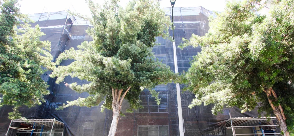 The trees around the De Lacey at Green building in Pasadena, California