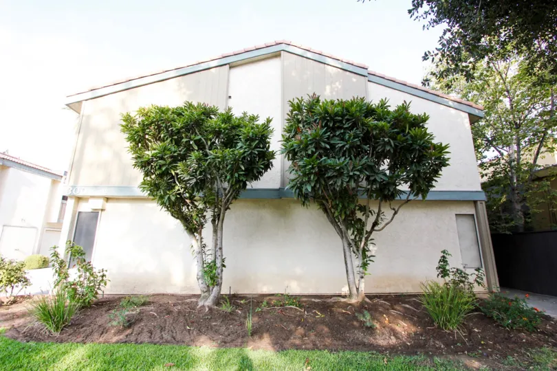 The trees around Mentor Palms in Pasadena, California