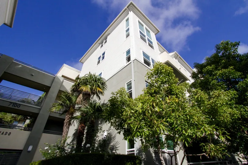 The trees seen around Coronado Playa Vista