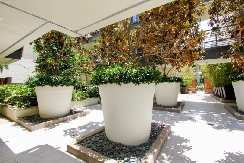 big pots containing plants and trees in Primera Terra, playa vista