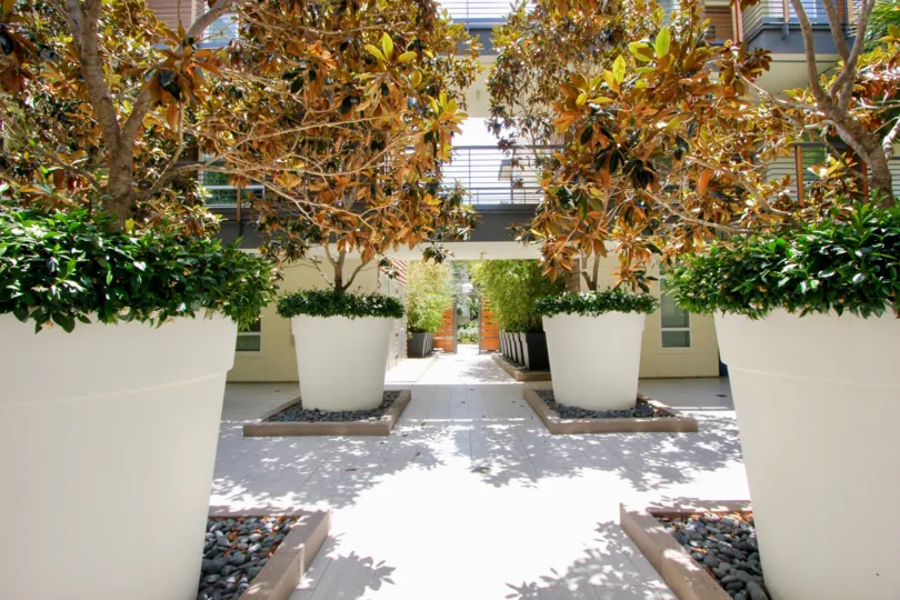 Planters with trees and foliage in Primera Terra in Playa Vista, CA.