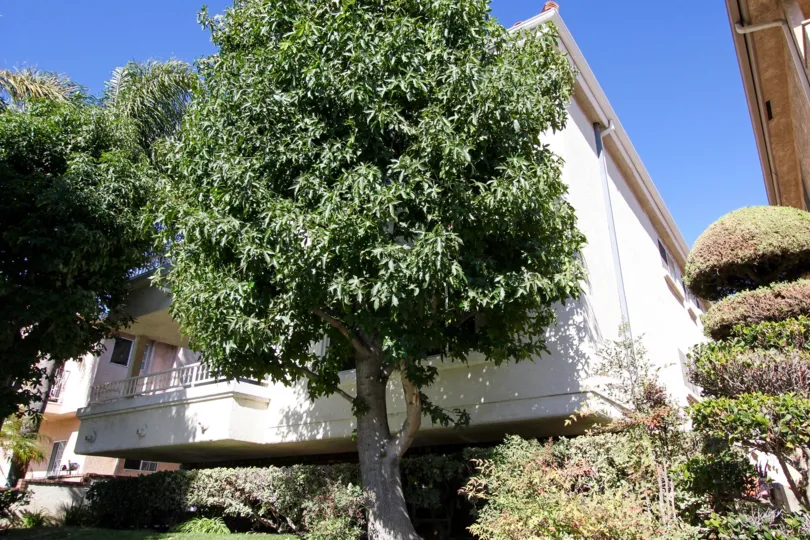 The trees in front of 818 S Averill Ave