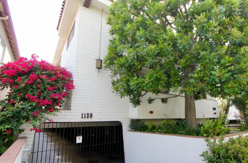 A beautiful green tree next to the 1130 9th st. community