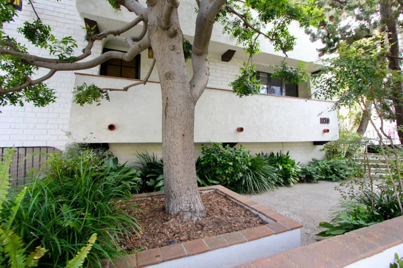 big old green tree and white building in 1130 9th St