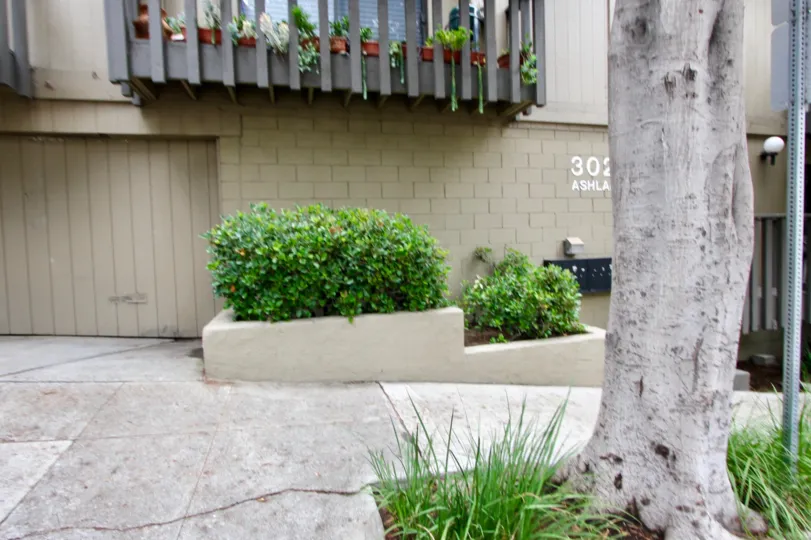 The strongest tree should in front of the beautiful house in 302 ashland of California.