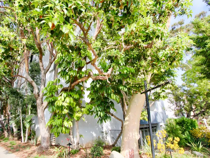 A big house in 901 10th street which was surrounded by beautiful plants and trees