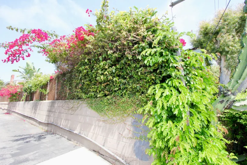 Awesome and green streets of Las Casitas En Santa Monica, california