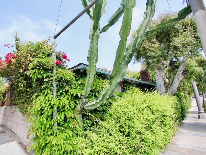 green bushes and cactus in Las Casitas En Santa Monica