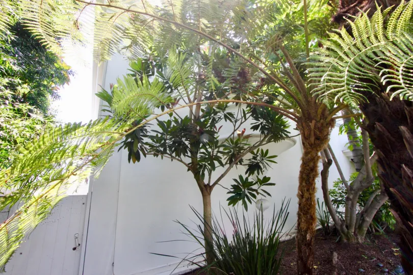 A sunny back garden with green grasses and leaves and a white gate