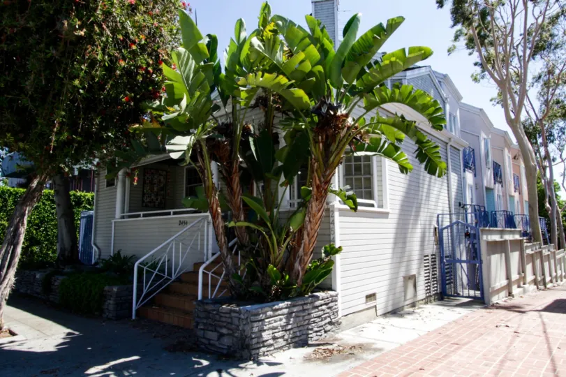 The trees outside Villa de Luz in Santa Monica