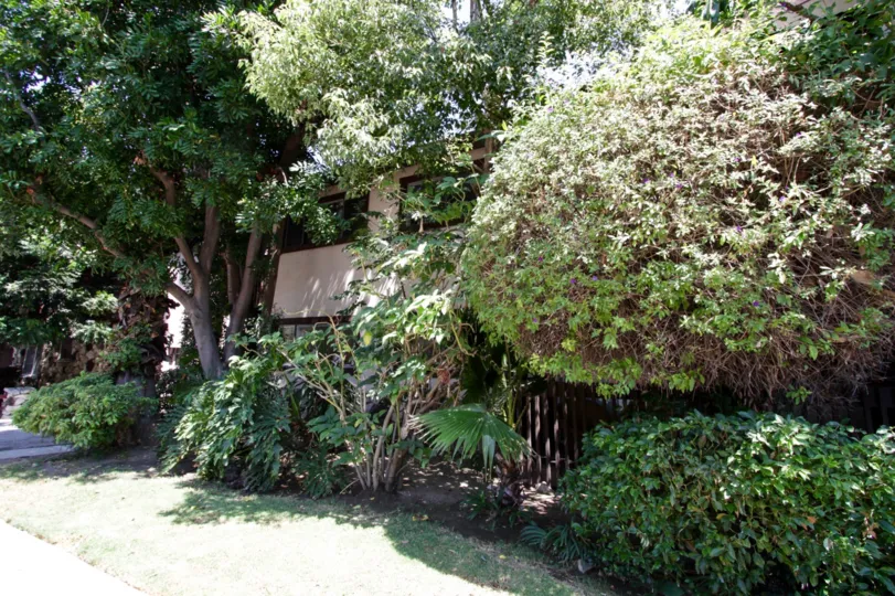 The yard in front of 15457 Moorpark St in Sherman Oaks