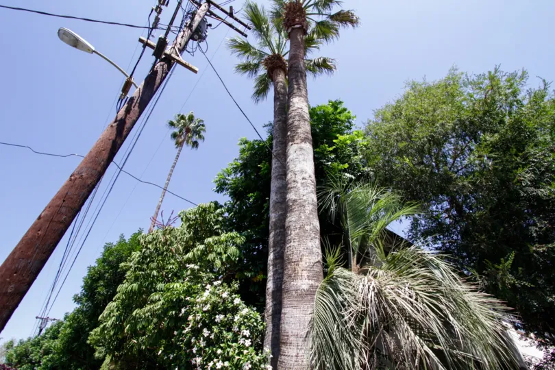 The trees seen at 15457 Moorpark St