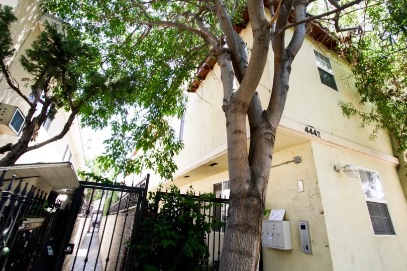 The trees outside of 4442 Vista Del Monte Ave