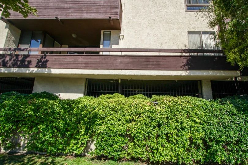 The hedges around Andover Court in Sherman Oaks