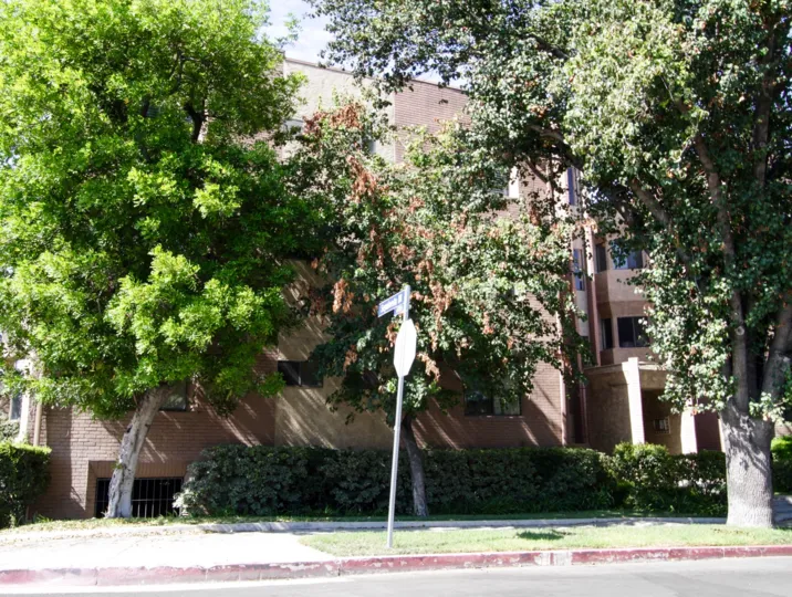 The trees surrounding the Galleria Towers