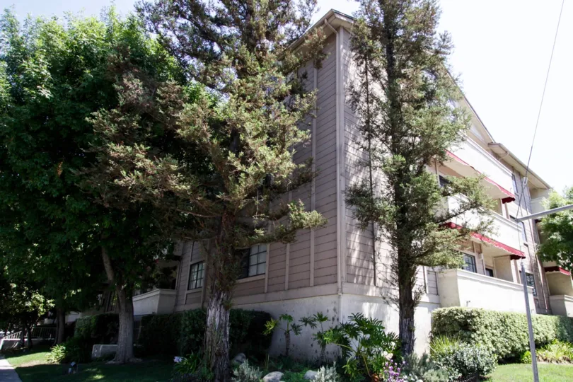 The trees providing shade to the Hazelden