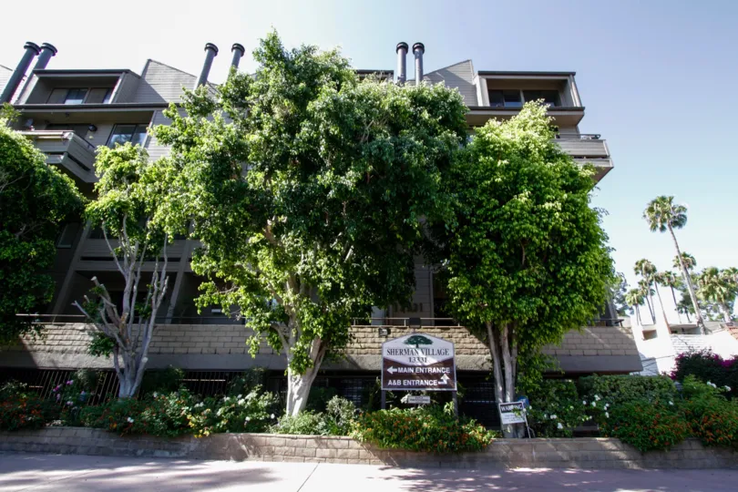 The trees outside of Sherman Village in Sherman Oaks