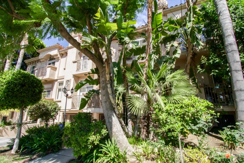 The trees seen at Vesper Villas