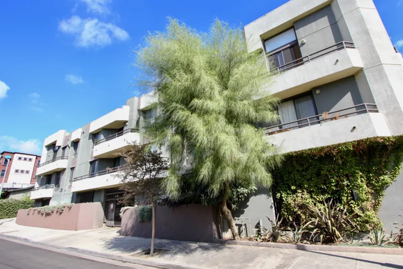 The tree in front of 4567 Lexington in Silver Lake, California