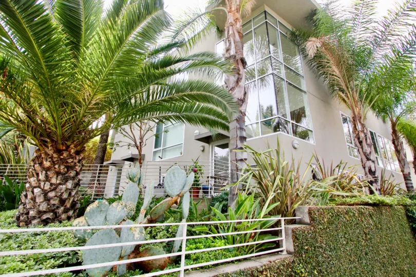 The landscaping around Allesandro Palms