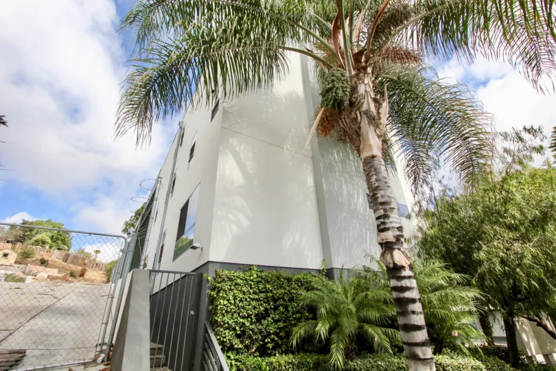 The trees around Mix Lofts